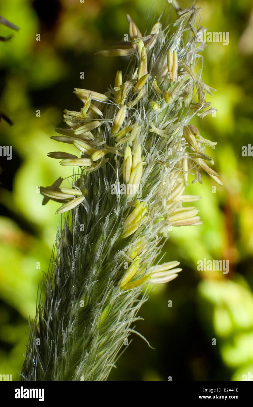 flowering meadow grass Stock Photo Alamy