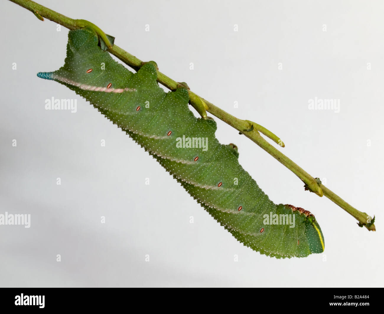 Eyed Hawkmoth larva Stock Photo