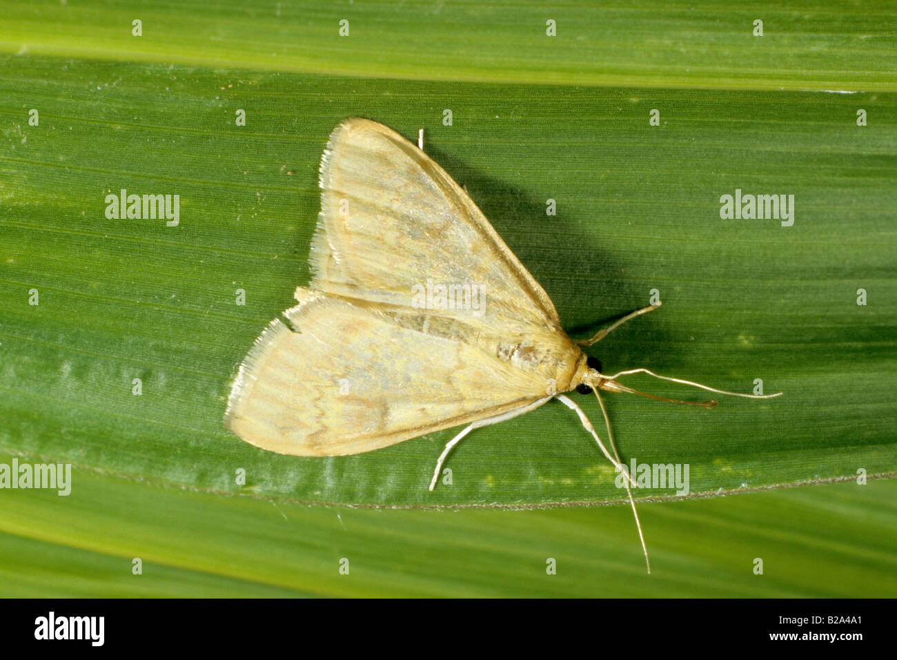 European Corn Borer (Ostrinia nubilalis), adult Stock Photo Alamy