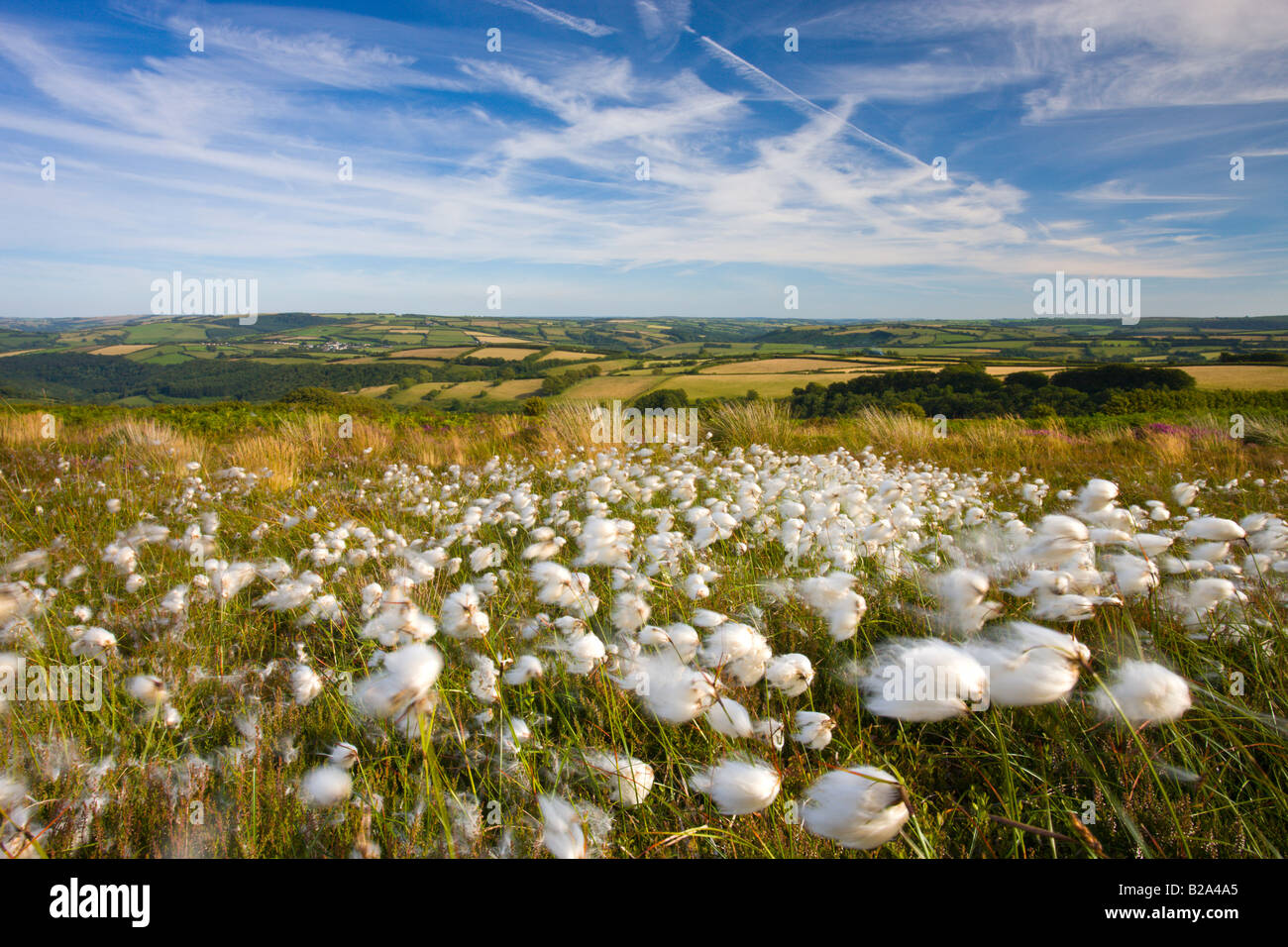 Cotton Grass growing on the moorland at Dunkery Hill Exmoor National Park Somerset England Stock