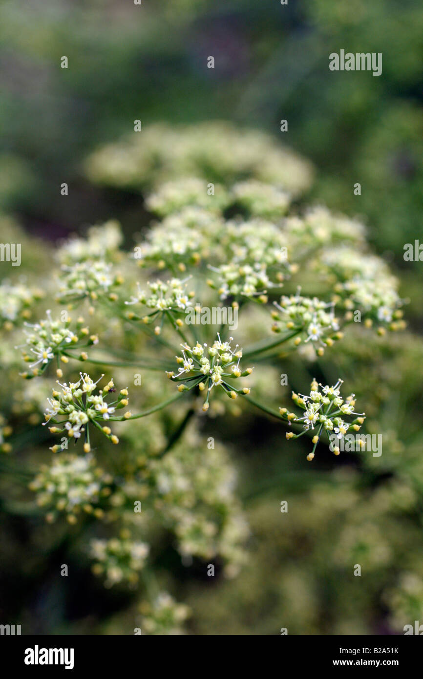 FRENCH LARGE LEAVED PARSLEY ALLOWED TO FLOWER IN ORDER TO COLLECT SEED Stock Photo