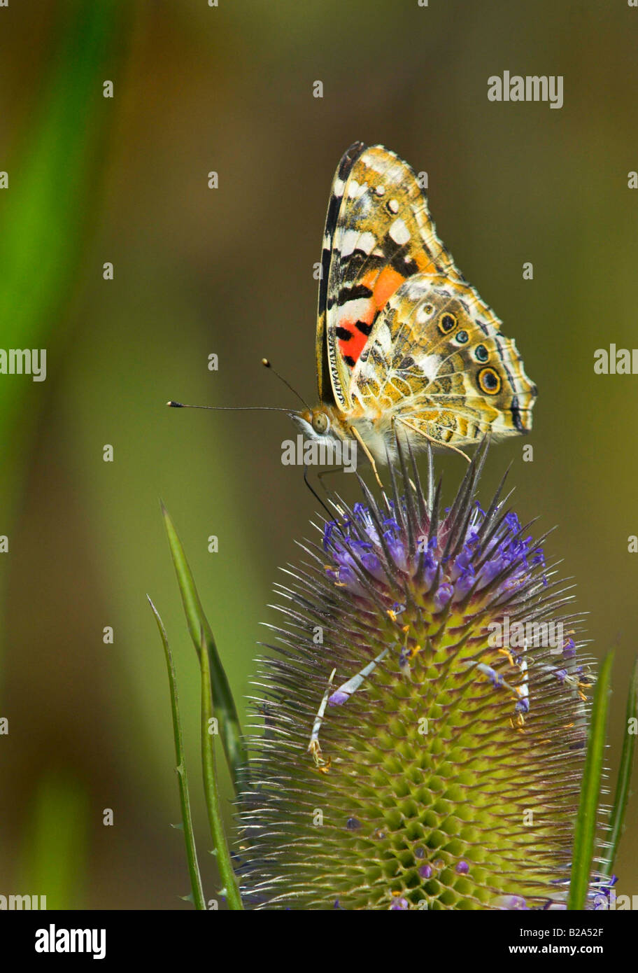 Painted Lady butterfly. Vanessa cardui on flowering teasel. Stock Photo