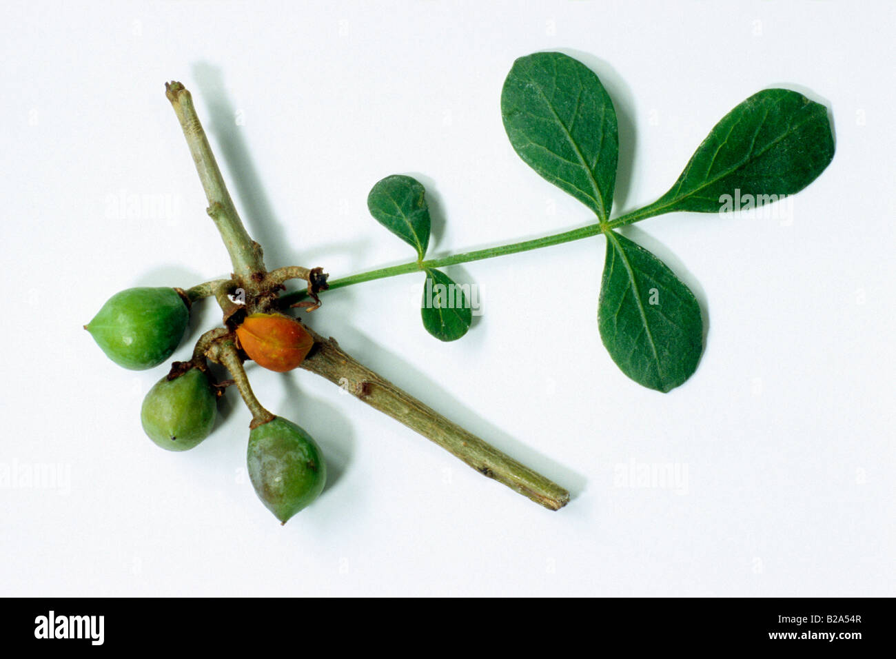 Abyssinian Myrrh (Commiphora abyssinica), twig with leaves, studio picture Stock Photo