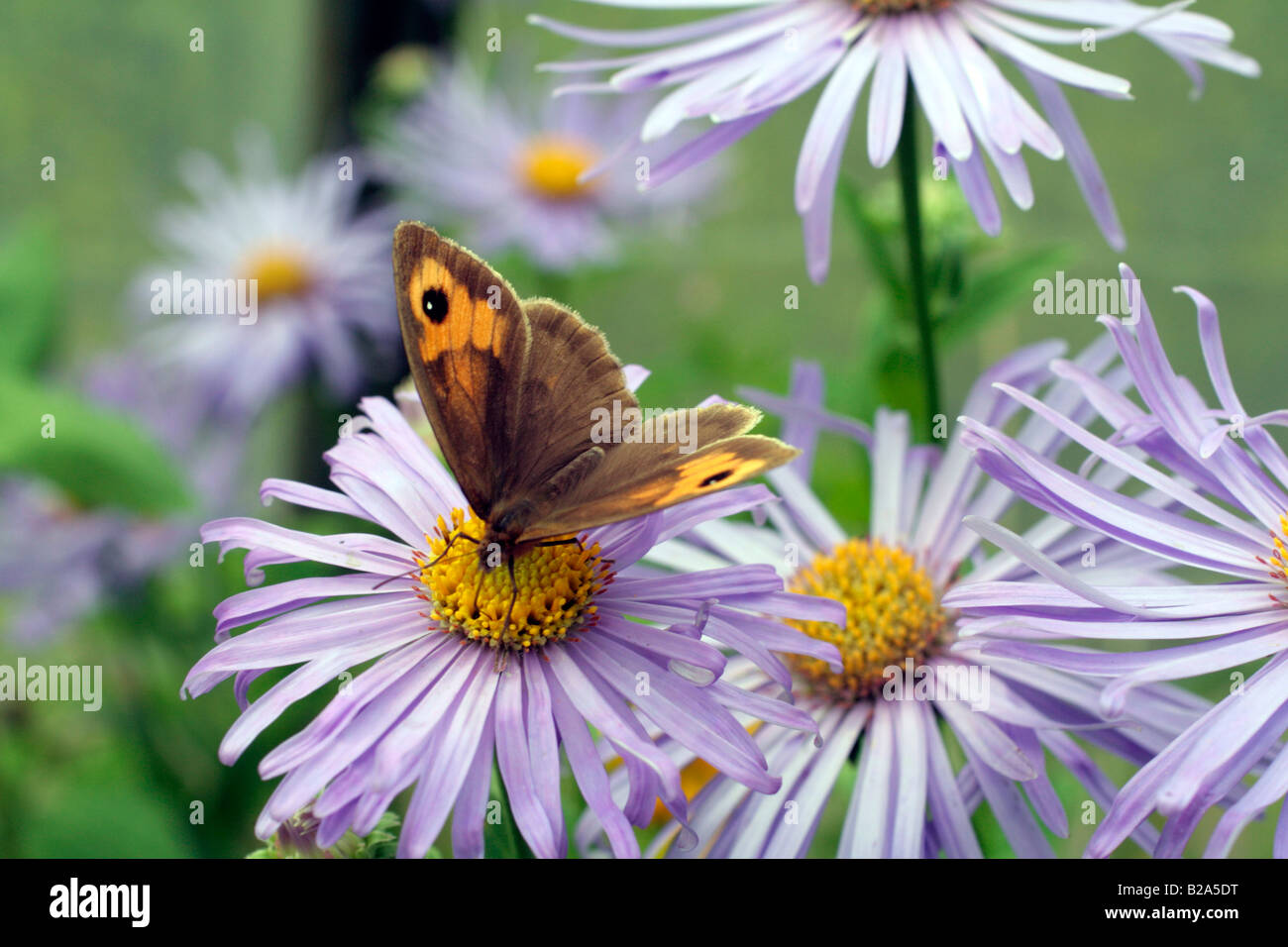 MEADOW BROWN BUTTERFLY MANIOLA JURTINA FEEDING ON ASTER AMELLUS KING GEORGE AGM Stock Photo