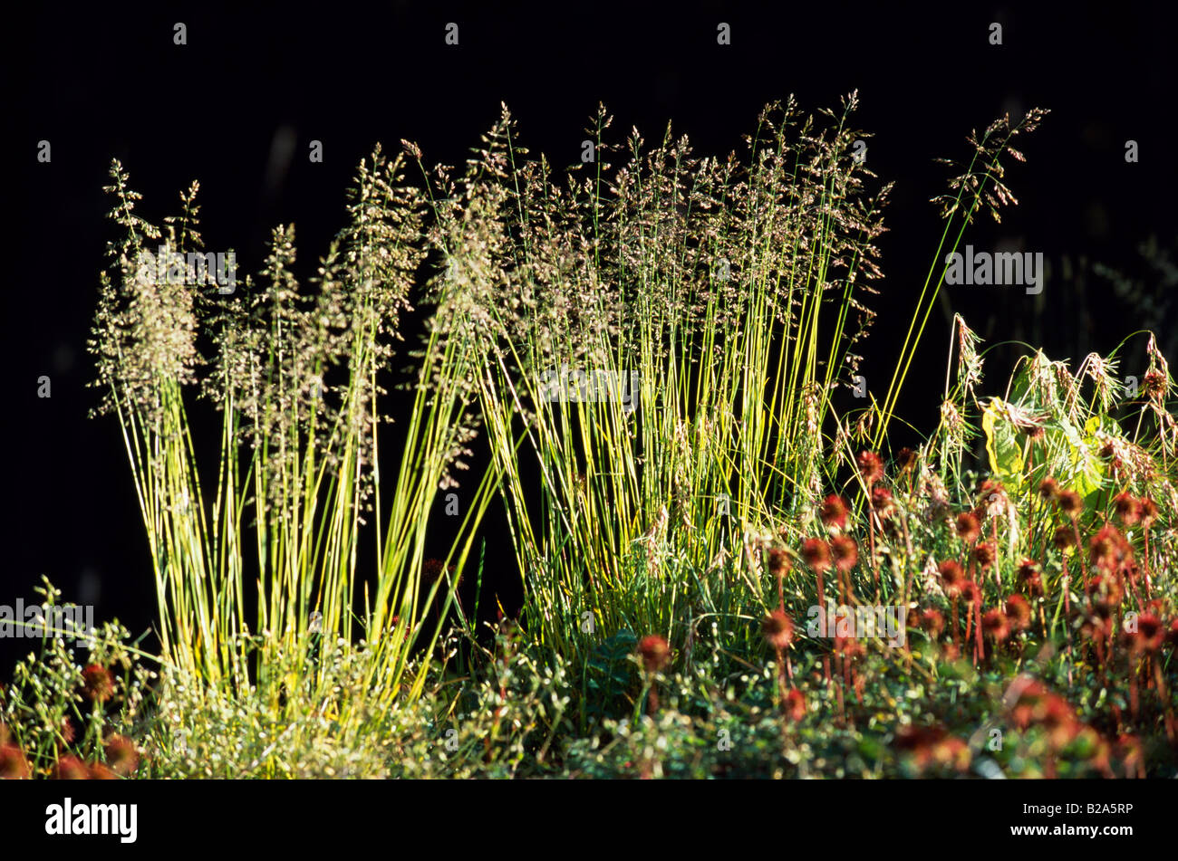 Grasses grass wild plant hi-res stock photography and images - Alamy