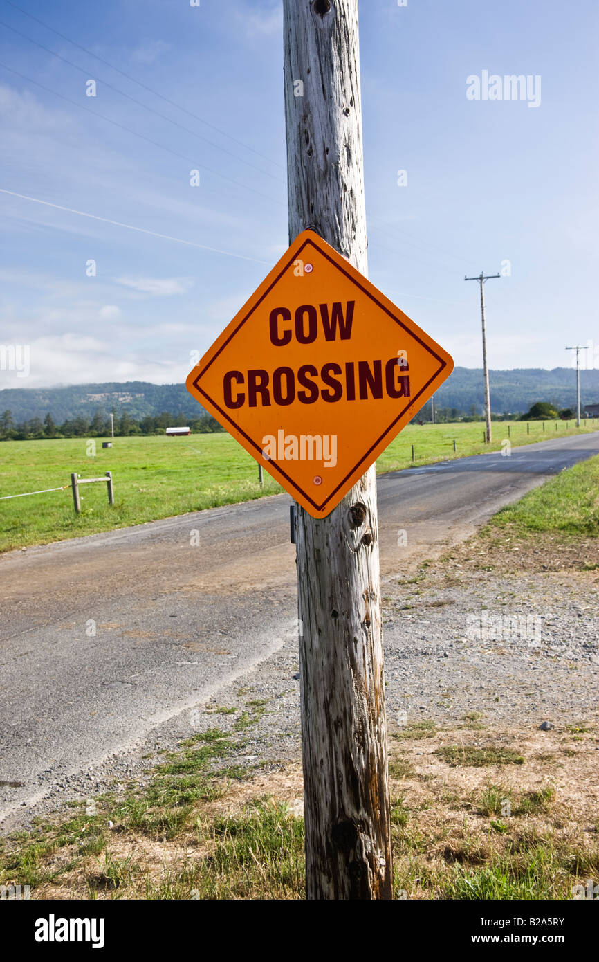 Sign 'Cow Crossing' , country road. Stock Photo