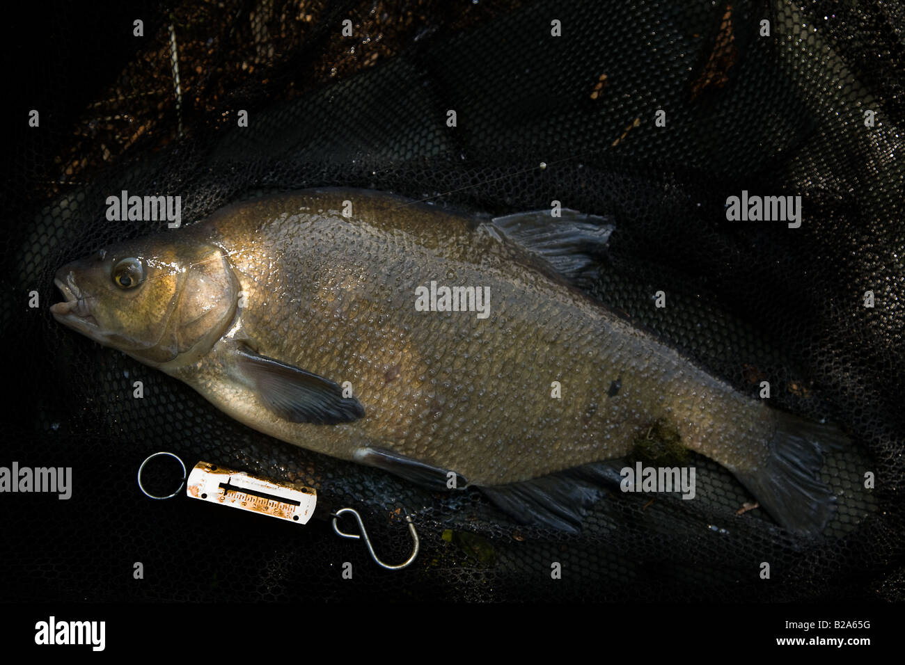 A Common Bream freshwater fish on a landing net and unhooking mat before being returned safely to the water Stock Photo