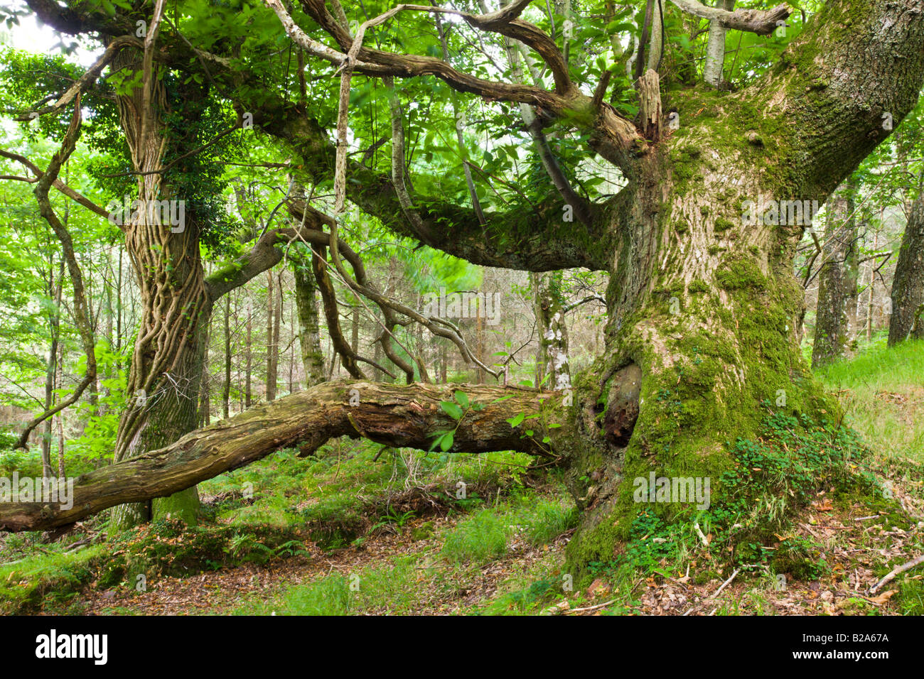 Gnarled trees in Horner Wood Exmoor National Park Somerset England Stock Photo
