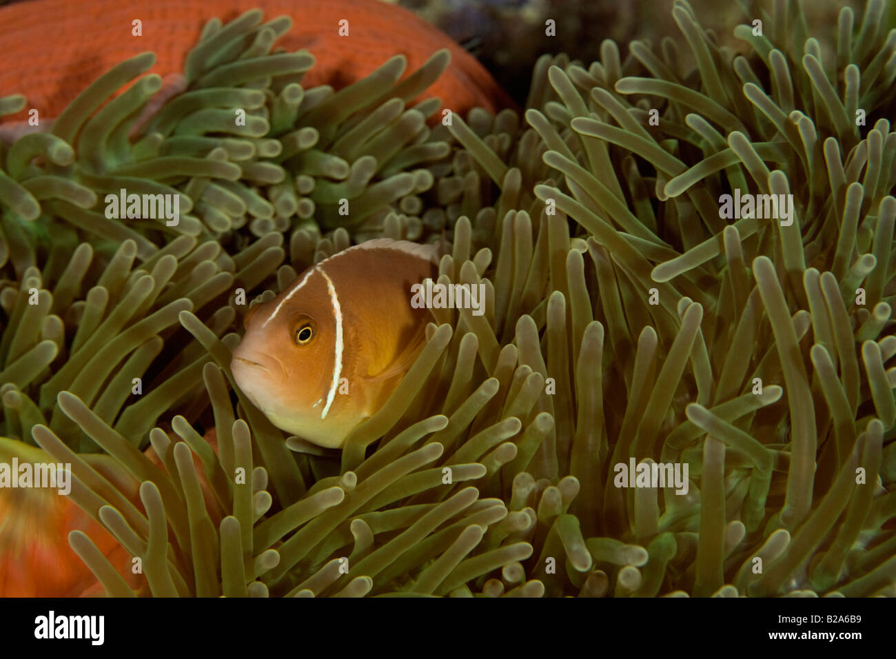 An anemonefish (clown fish) trying to hide in an orange anemone. Stock Photo