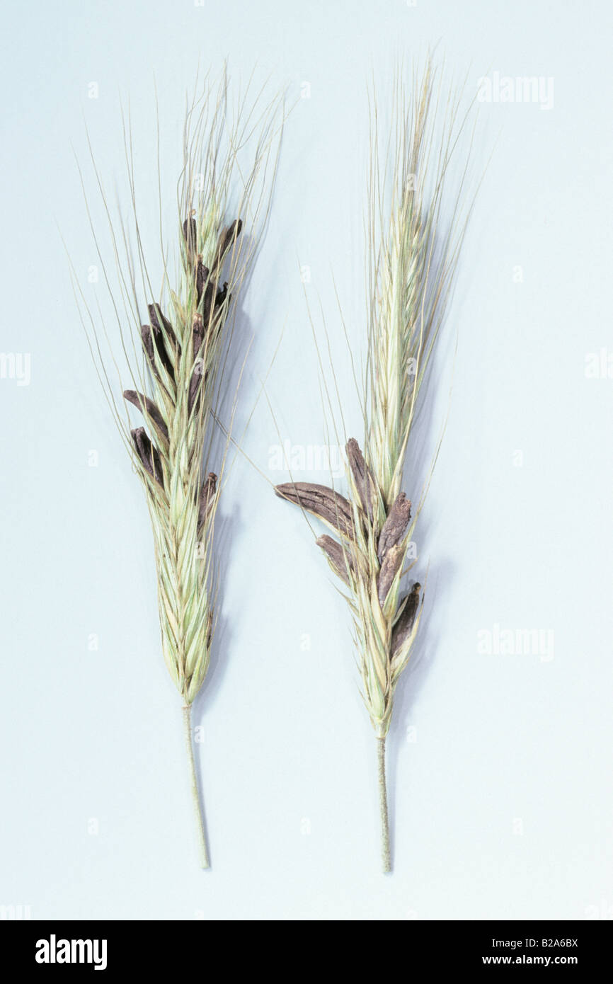 Ergot, Spurred Rye (Claviceps purpurea) on barley, studio picture Stock Photo