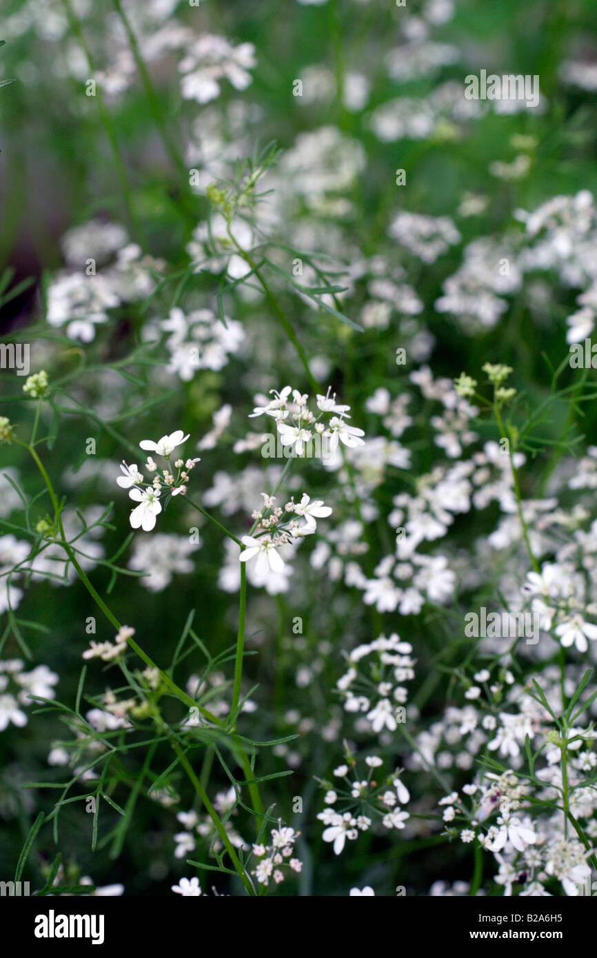 CORIANDER SANTOS IN FLOWER Stock Photo