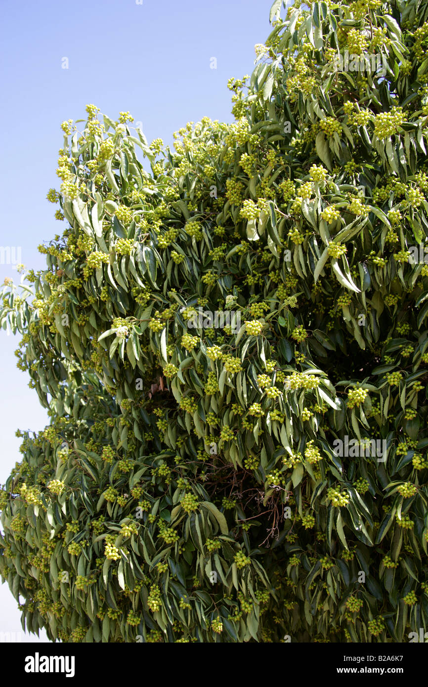 Large Fruiting Tree at Monte Alban, Oaxaca, Mexico Stock Photo