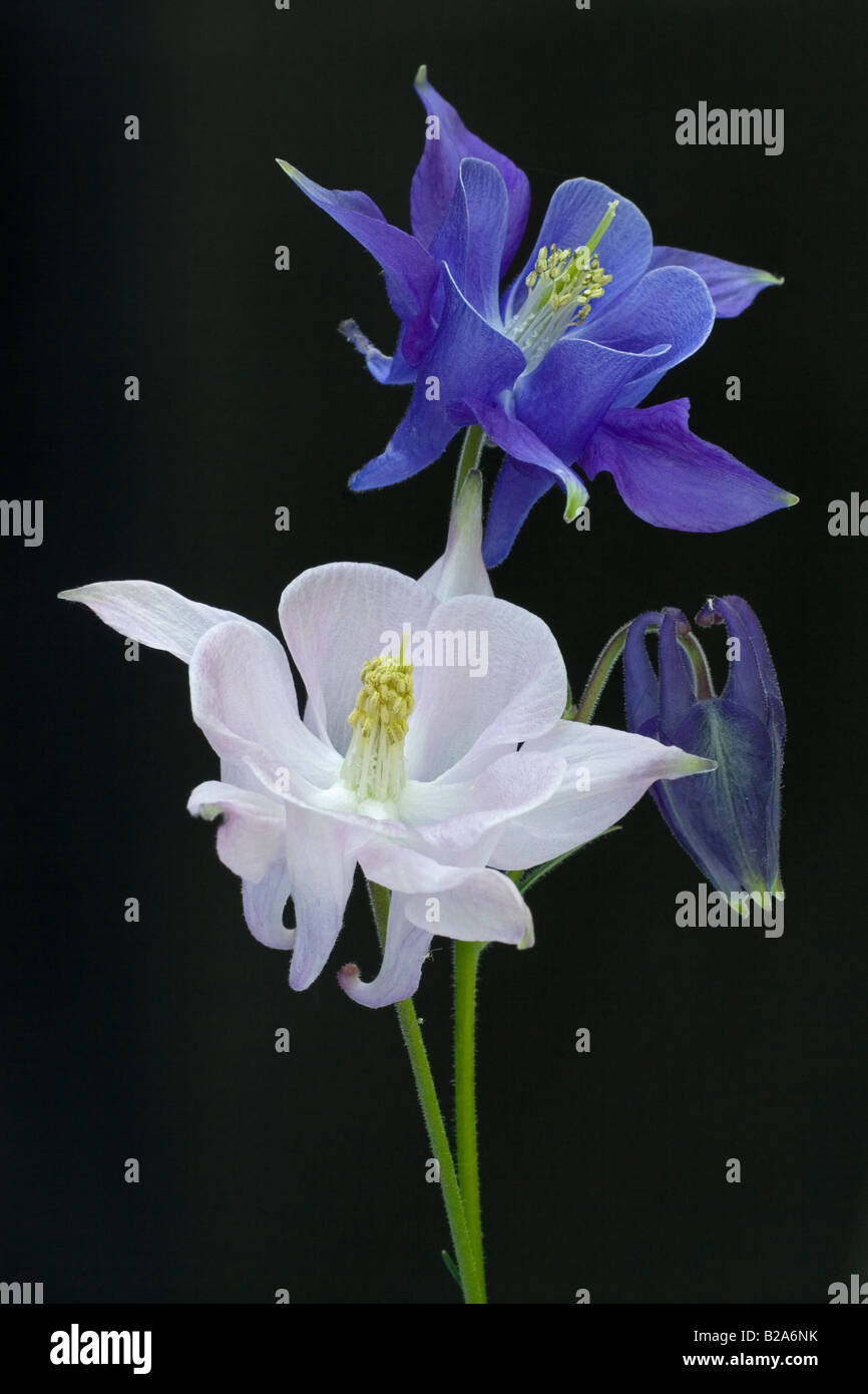 Columbine Lillies isolated from background Stock Photo