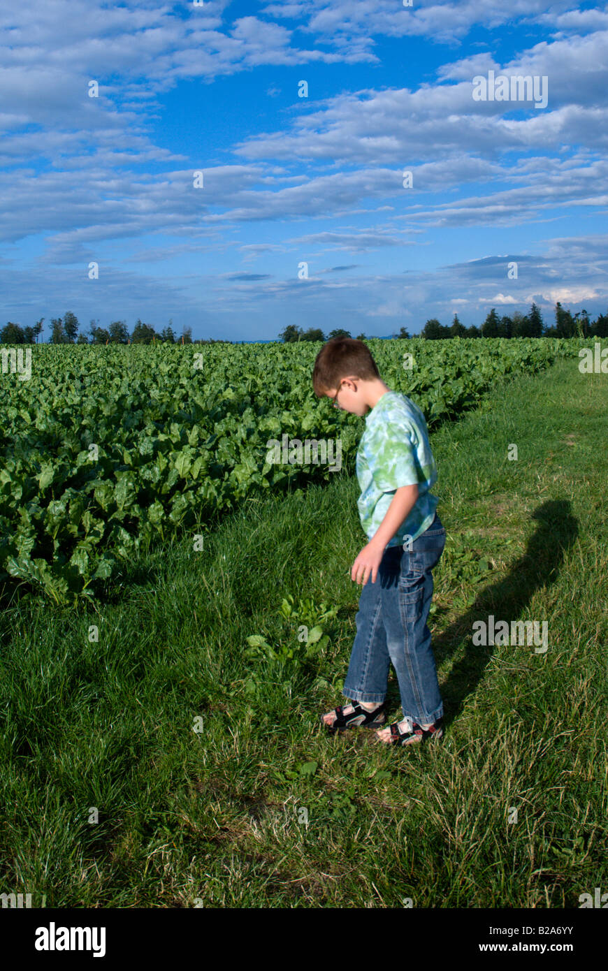 Boy searching for grasshoppers (insects) in a field near Freinisberg, Switzerland Stock Photo
