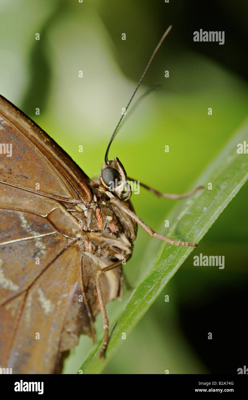 Butterfly antenna magnified hires stock photography and images Alamy
