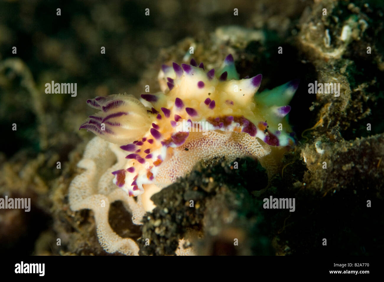 A colourful nudibranch laying its eggs, in Lembeh Strait, Indonesia. Stock Photo