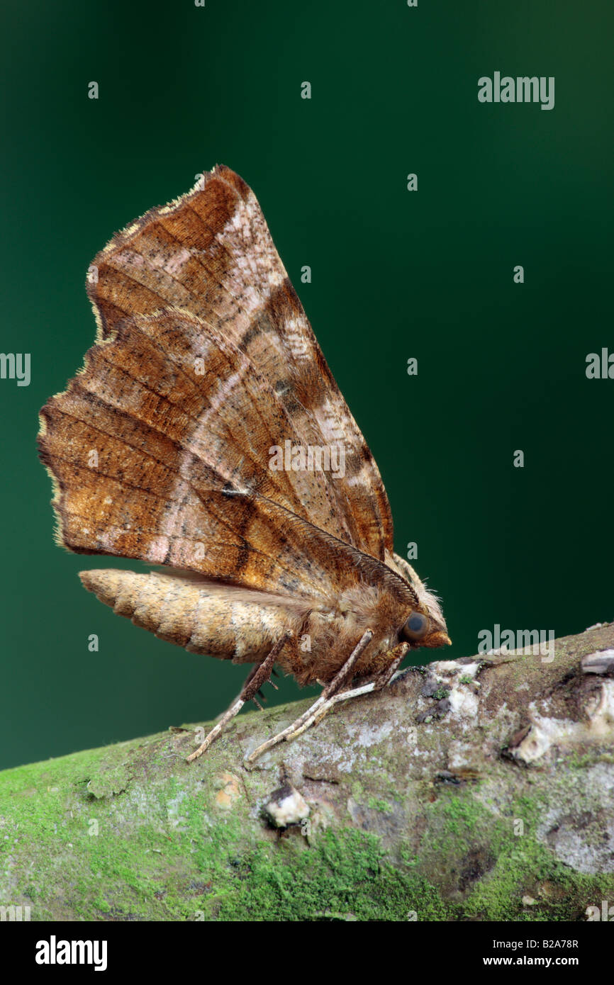 Early Thorn Selenia dentaria moth at rest Potton Bedfordfshire Stock Photo