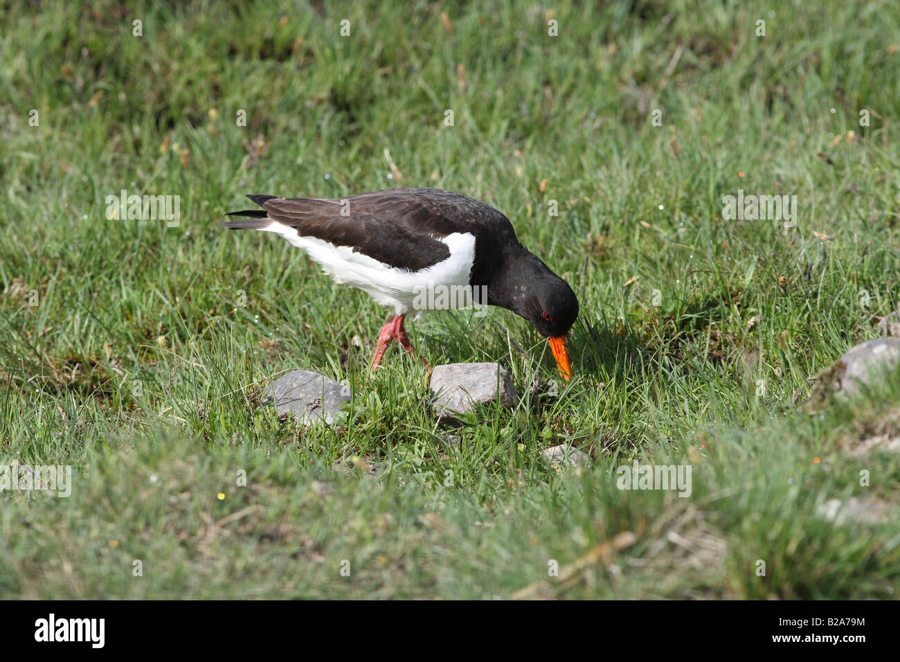 Oyster catcher on ground hires stock photography and images Alamy