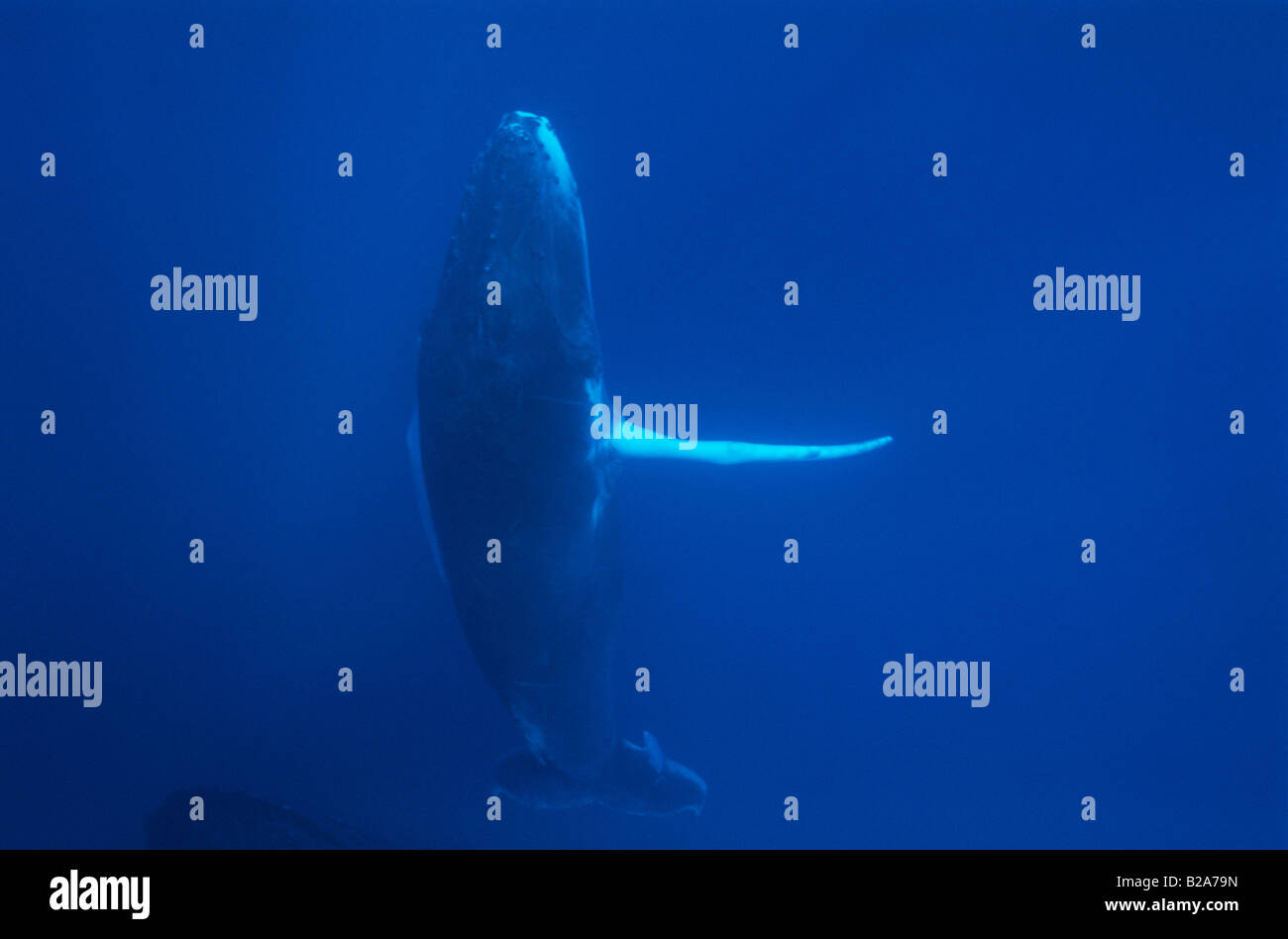 humpback whale, Dominican republic Stock Photo