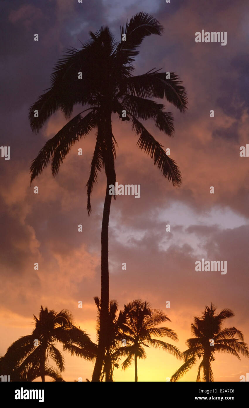 Coco Palm Trees at Sunset Taveuni Fiji Islands Stock Photo Alamy