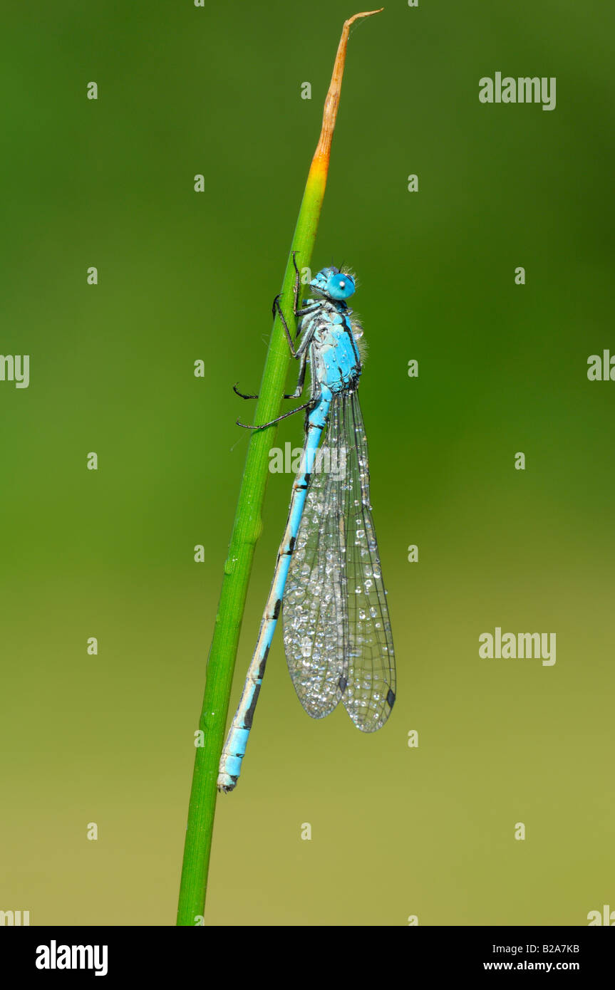 Blue tailed Damselfly on reed stem Stock Photo - Alamy