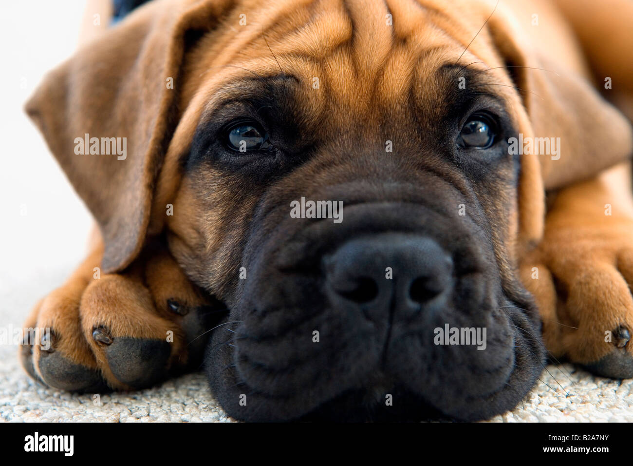 South African Boerboel Puppies