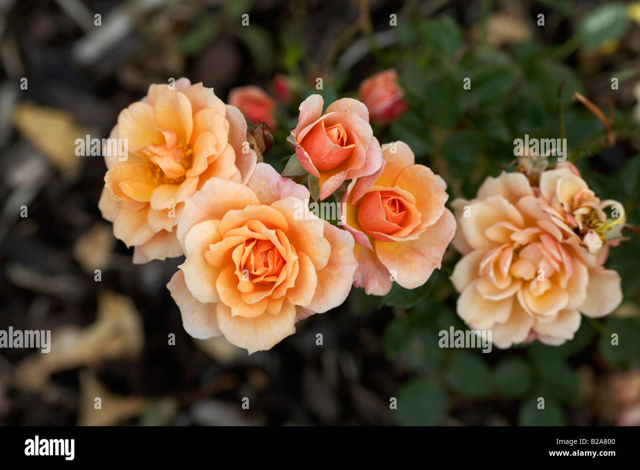 good wishes or favourite miniature rose plant with peach flowers Stock Photo