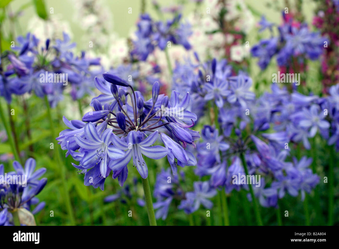 AGAPANTHUS BLUE GOWN Stock Photo