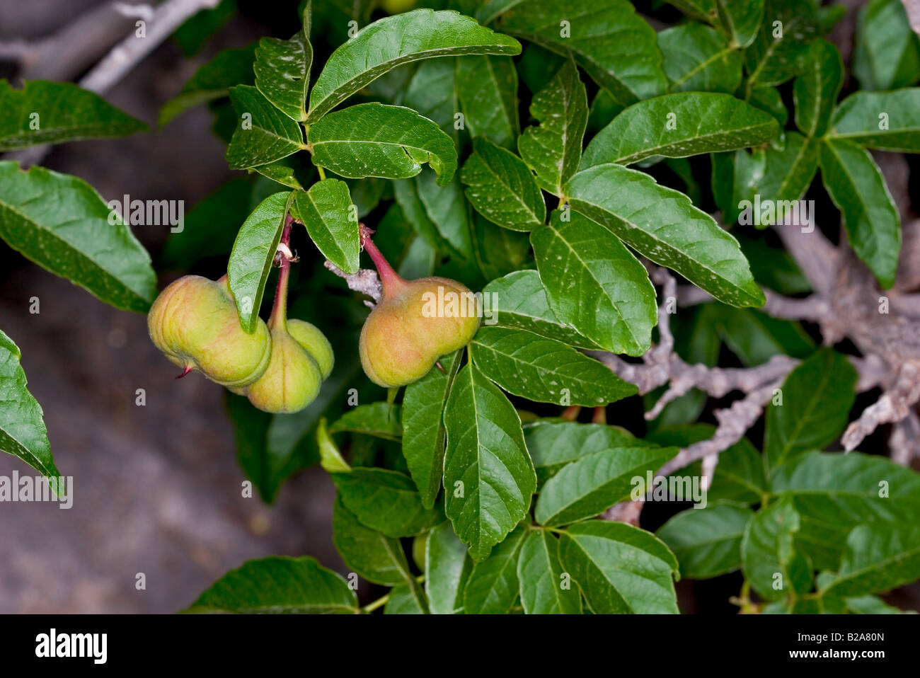 Mexican Buckeye Ungnadia speciosa fruit Stock Photo