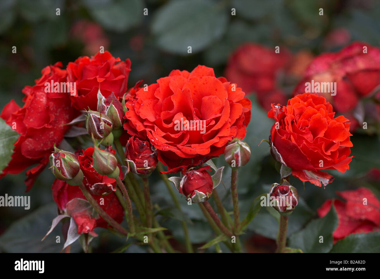 city of belfast scarlet red floribunda roses Stock Photo
