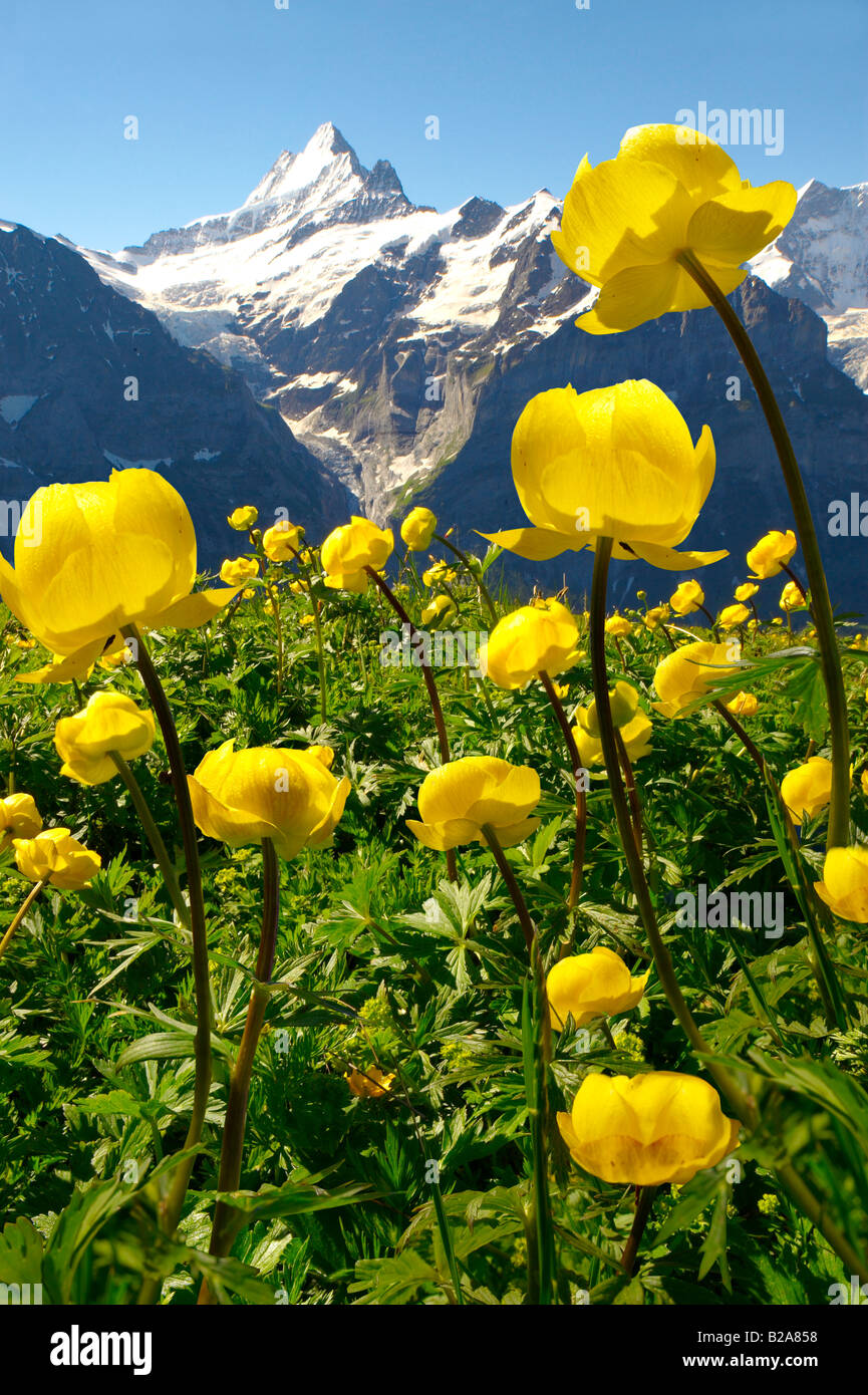 Alpine Globeflower (Trollius Europaeus ) meadows at 6000ft ( 2500Mts) with the Eiger behind. First, Grindelwald, Bernese alps Stock Photo