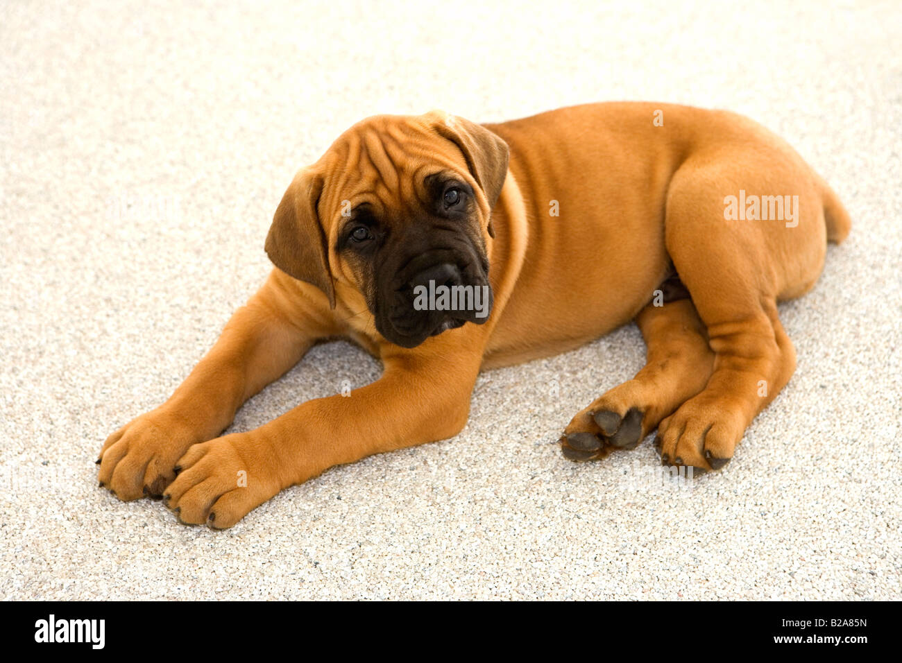 South African Boerboel Puppy Stock Photo