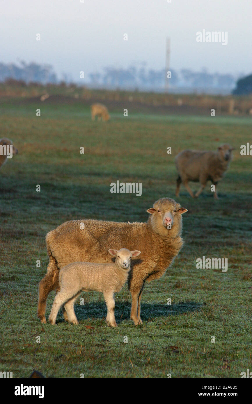 Merino sheep Australia Stock Photo