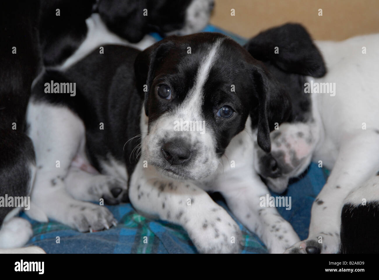 Pedigree black and white English Pointer puppy Stock Photo