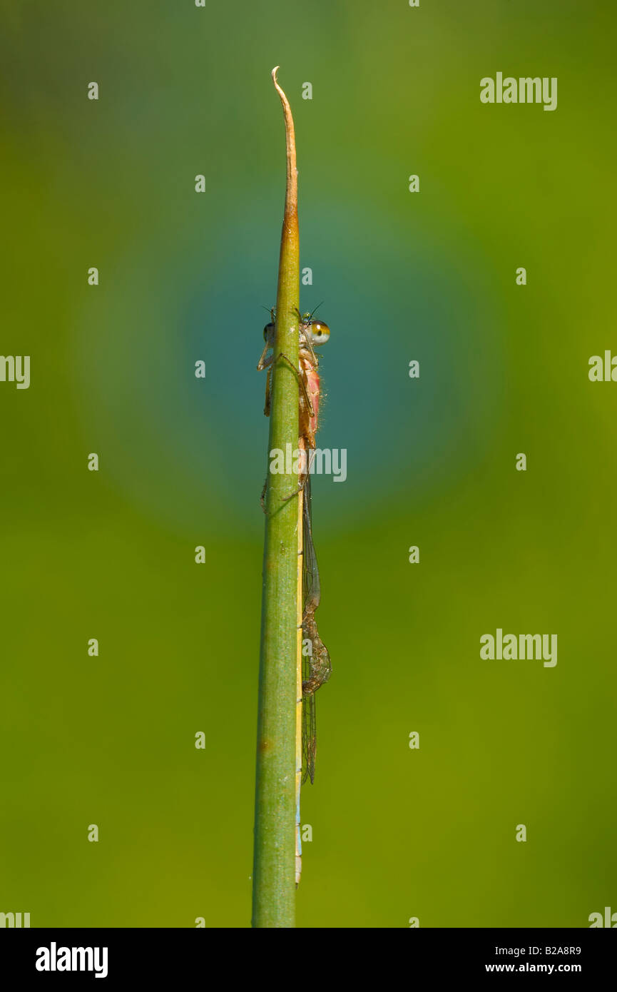 Blue tailed Damselfly on reed stem Stock Photo - Alamy