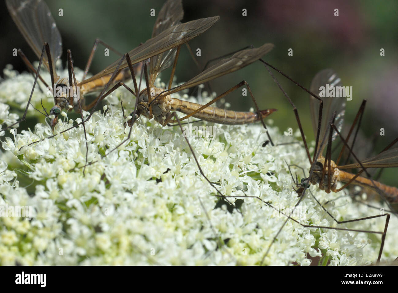 tipula Crane fly tipulidae diptera nematocera insect insetti Parco