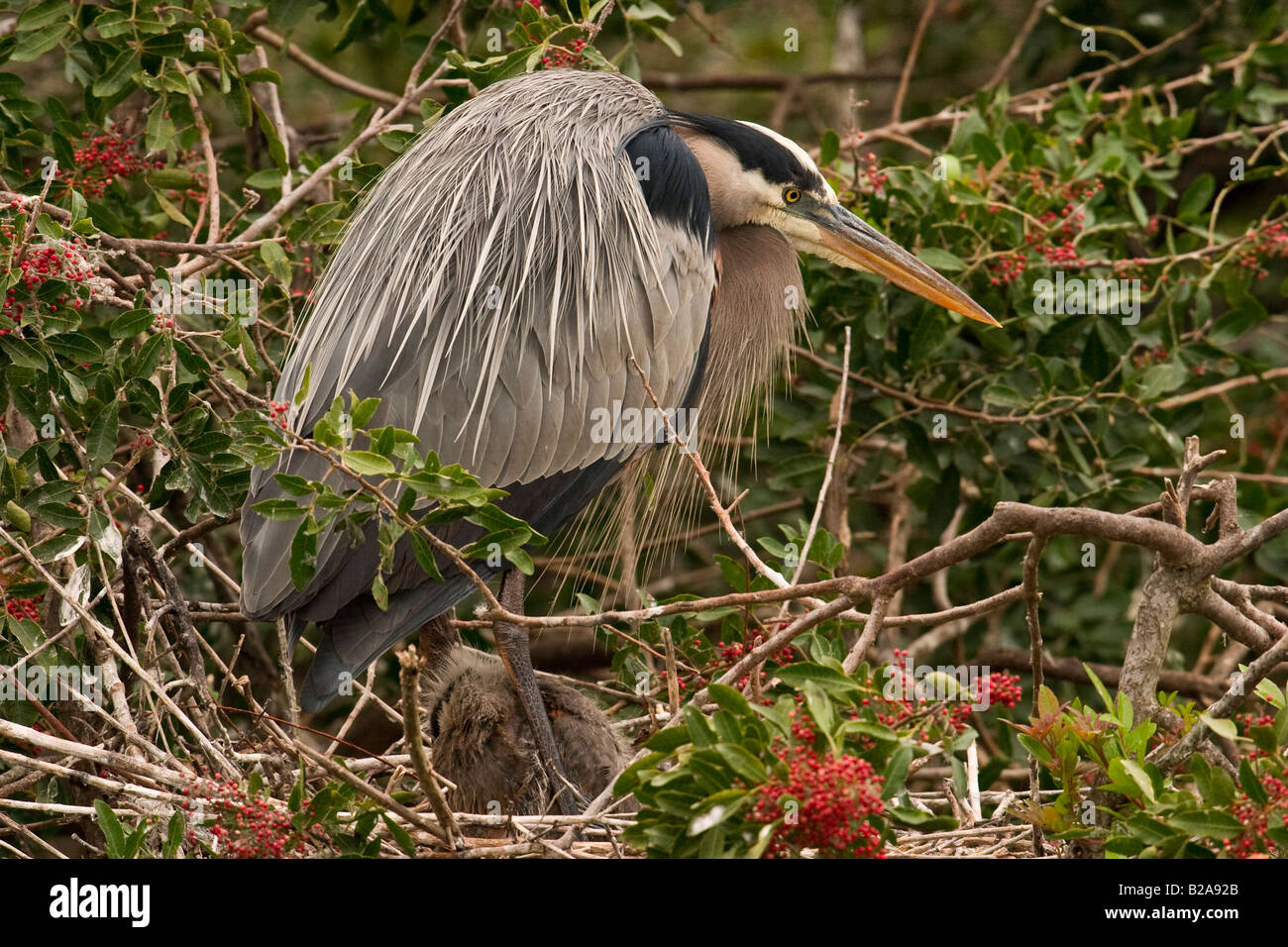 Great Blue Heron (Ardea herodias) on the nest with hatchling Stock Photo
