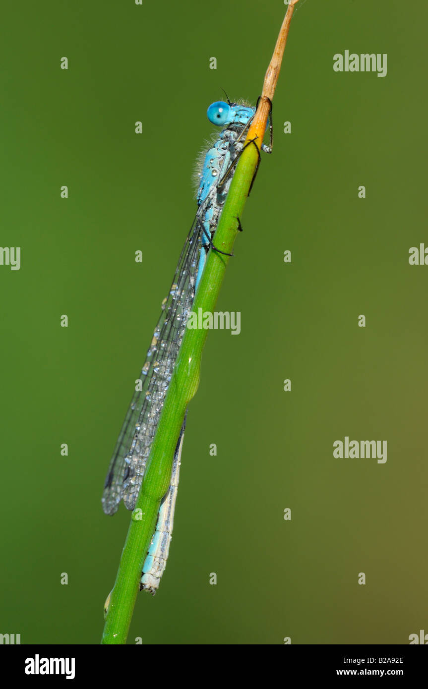 Blue tailed Damselfly on reed stem Stock Photo - Alamy