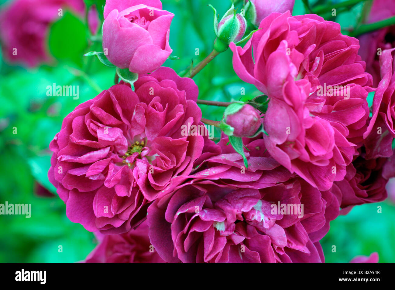 Rosa crimson shower hi-res stock photography and images - Alamy