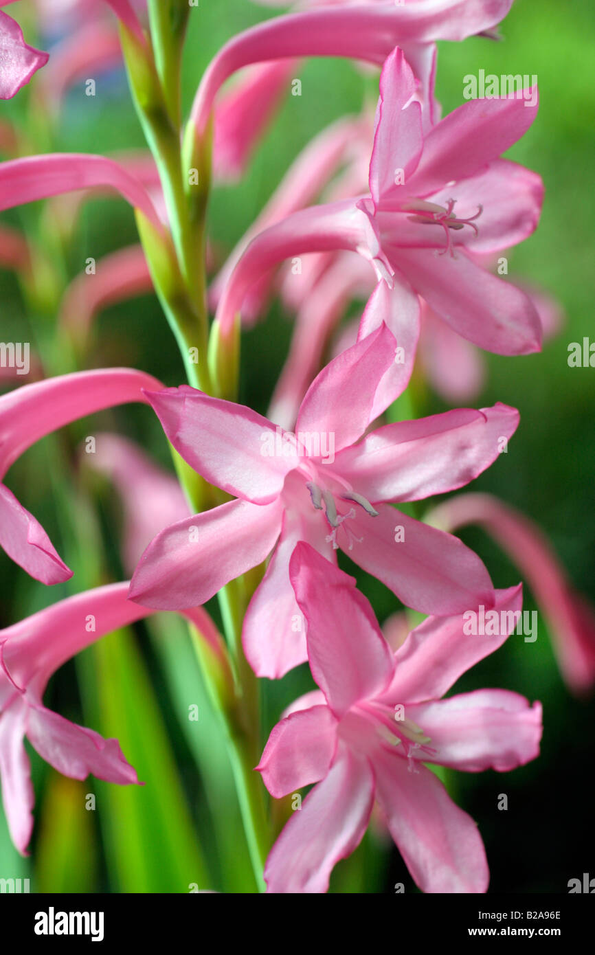 WATSONIA TRESCO DWARF PINK Stock Photo