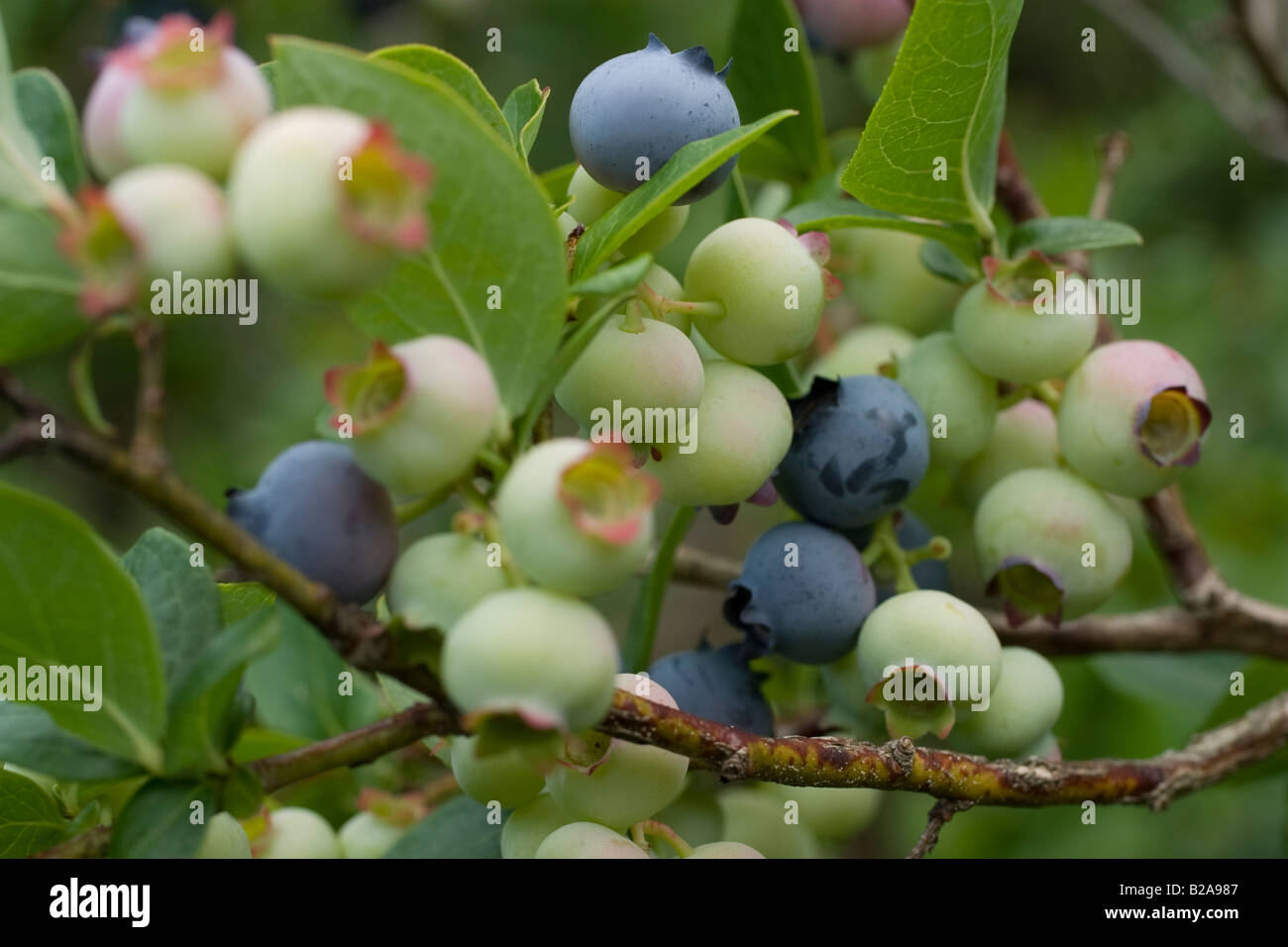 Bunch of blueberries with ripe and unripe berries growing in Vermont Stock Photo