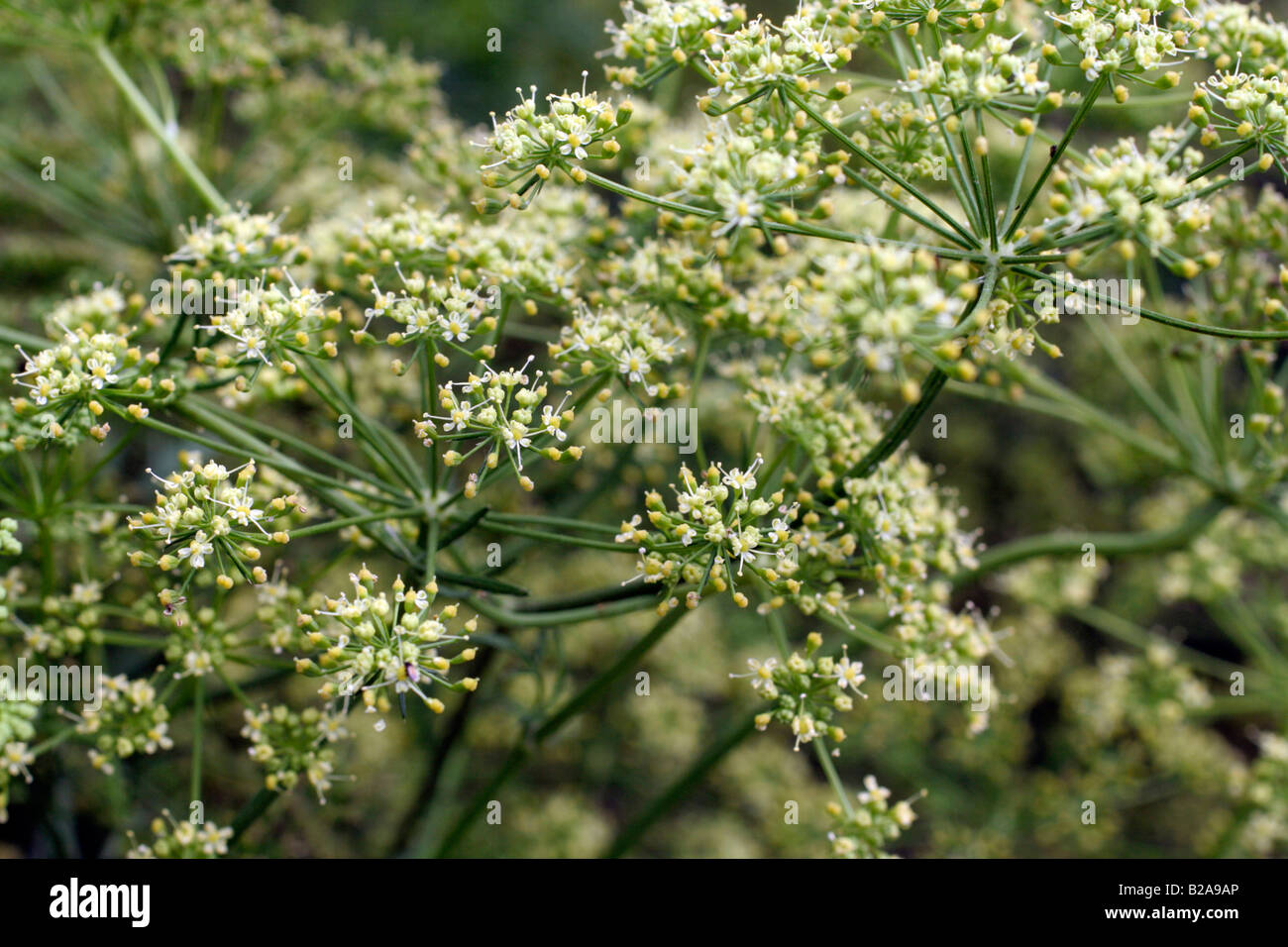 FRENCH LARGE LEAVED PARSLEY ALLOWED TO FLOWER IN ORDER TO COLLECT SEED Stock Photo