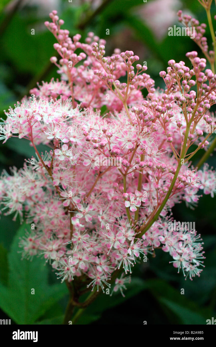FILIPENDULA RUBRA VENUSTA AGM Stock Photo
