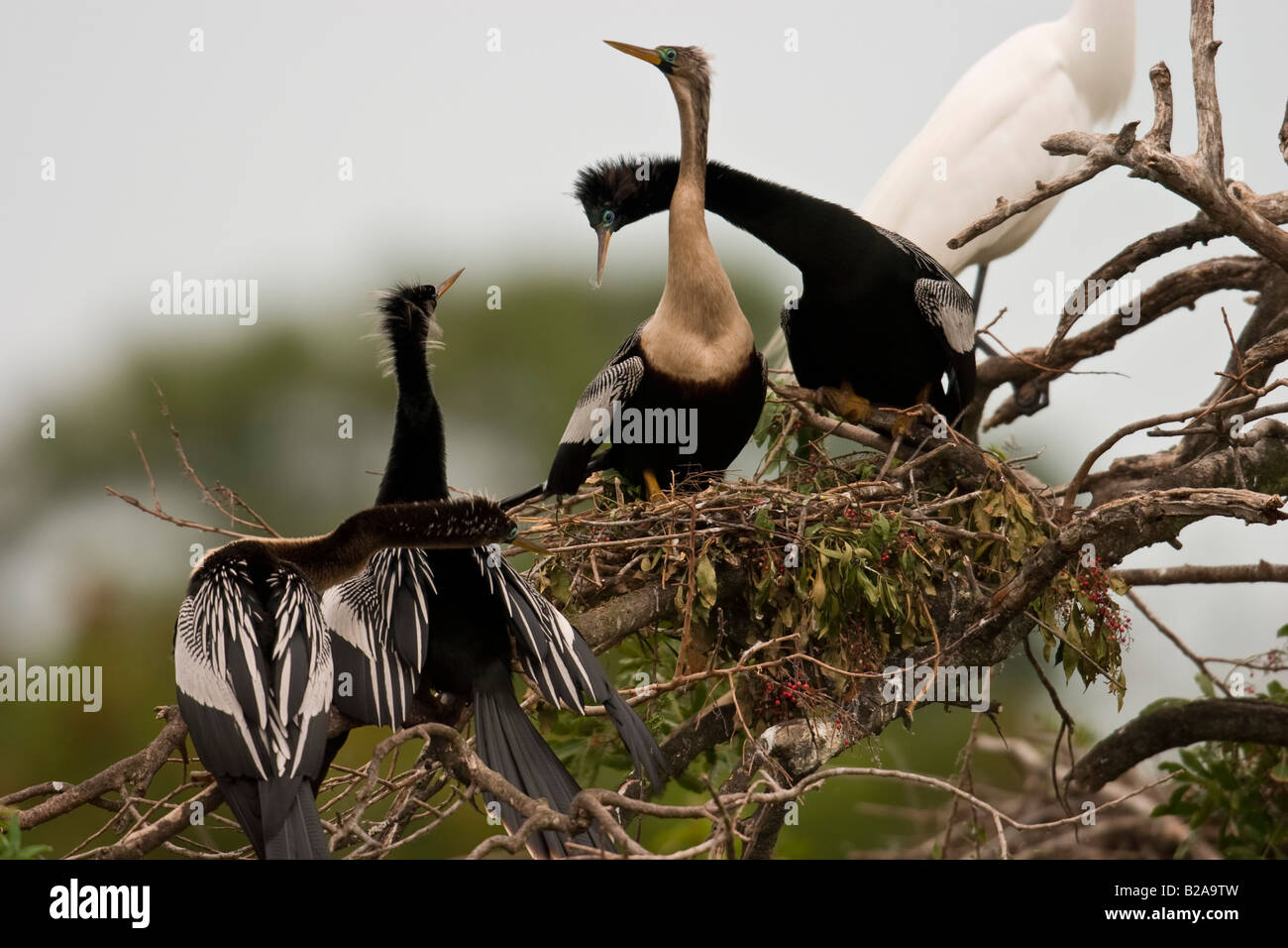 Collection of birds nest hi-res stock photography and images - Alamy