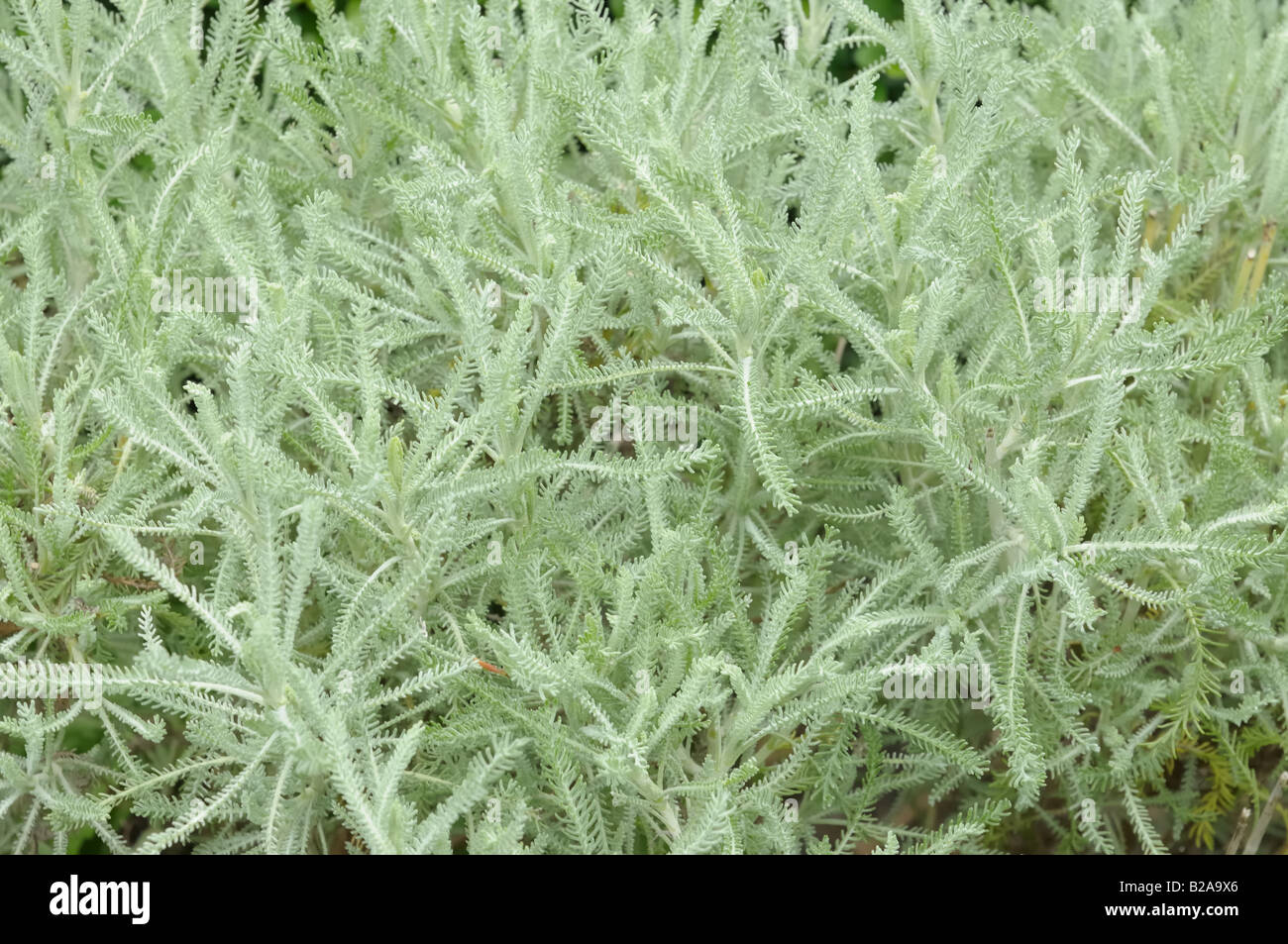 Artemisia Silver Gray Leaves High Resolution Stock Photography And Images Alamy