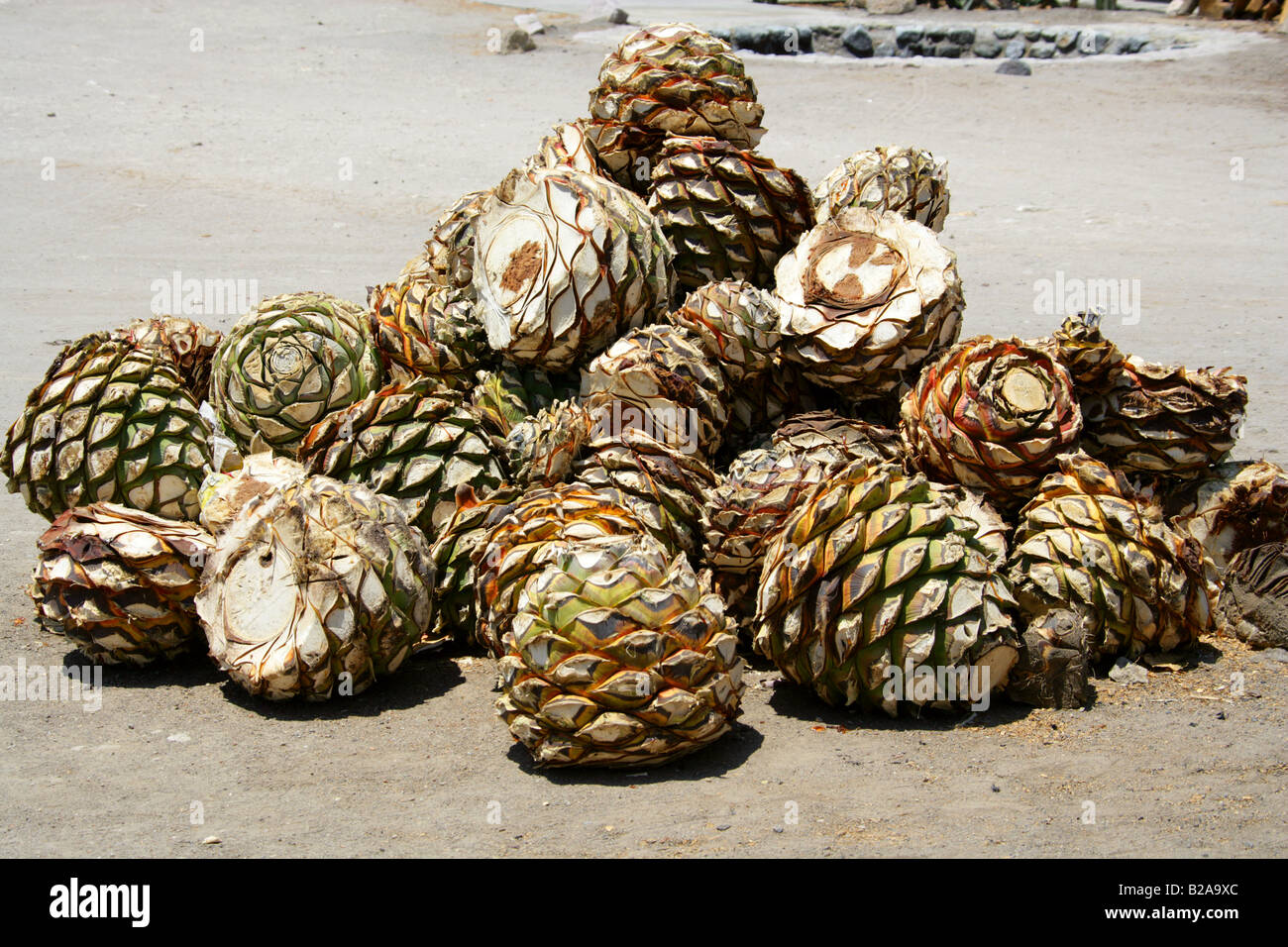 Mezcal Factory Nr Oaxaca, Mexico. Hearts of Blue Agave, Agave cupreata, Called Pineapples and used to Make Mezcal Stock Photo