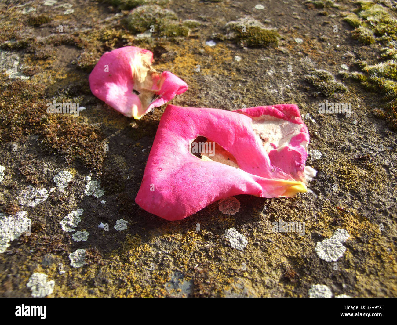 dead pink red flower petals on floor wall Stock Photo Alamy