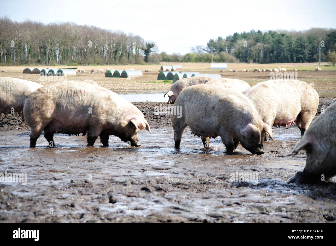 Snouts in the trough hi-res stock photography and images - Alamy