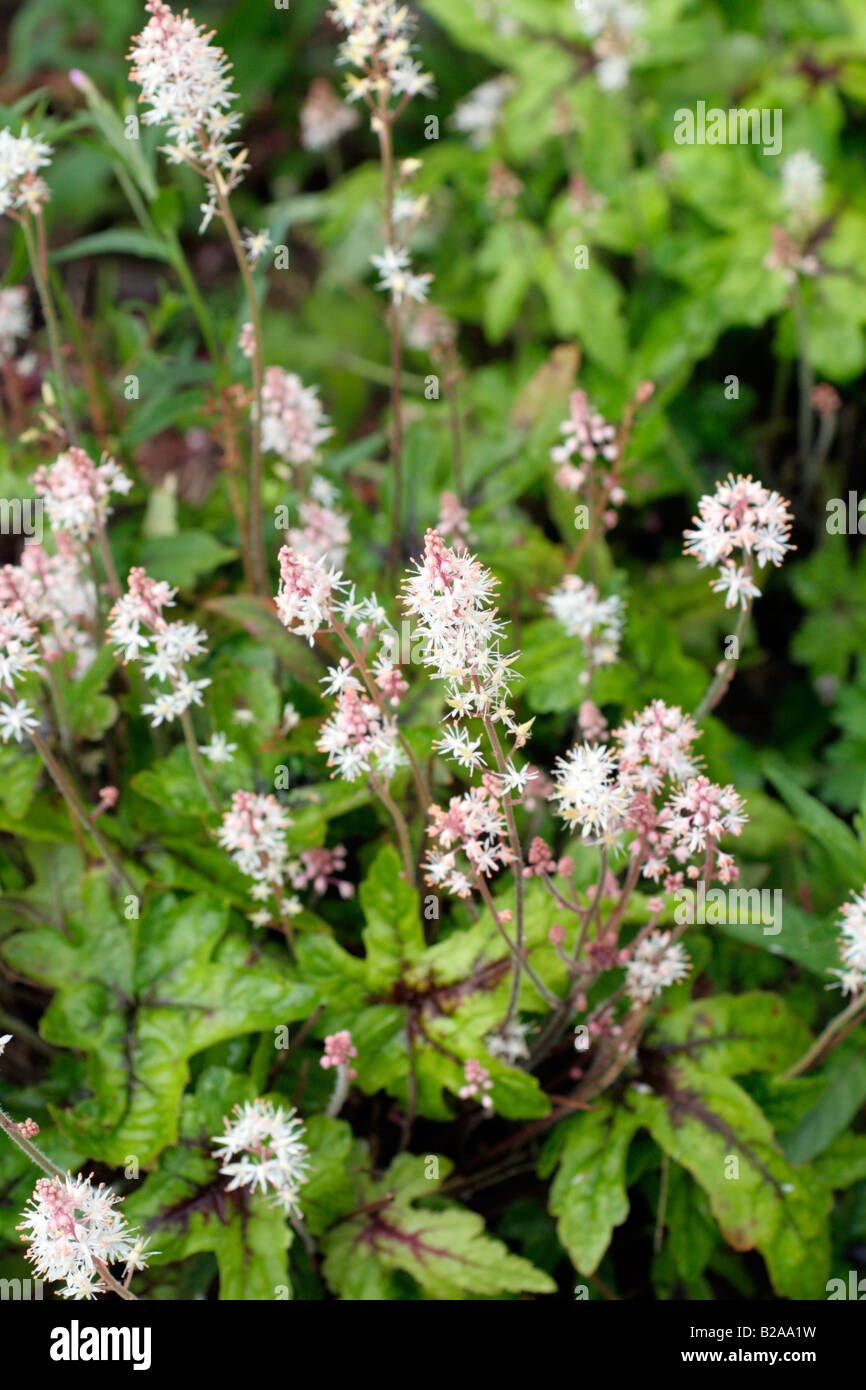 TIARELLA MINT CHOCOLATE AT MARWOOD HILL GARDENS NORTH DEVON Stock Photo