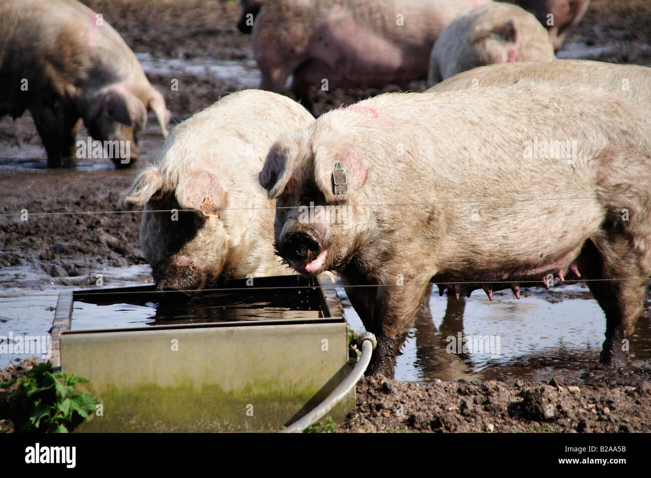 Pig swill hires stock photography and images Alamy